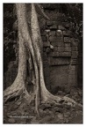 Roots In Ruins 1, Ta Prohm, 2014