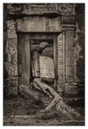 Roots In Ruins 2, Ta Prohm, 2014