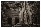 Roots In Ruins 3, Ta Prohm, 2014