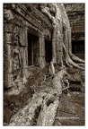 Roots In Ruins 4, Ta Prohm, 2014