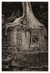Roots In Ruins 5, Ta Prohm, 2014