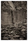 Roots In Ruins 6, Ta Prohm, 2014