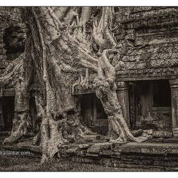 Roots In Ruins
