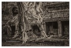 Roots In Ruins 7, Ta Prohm, 2014